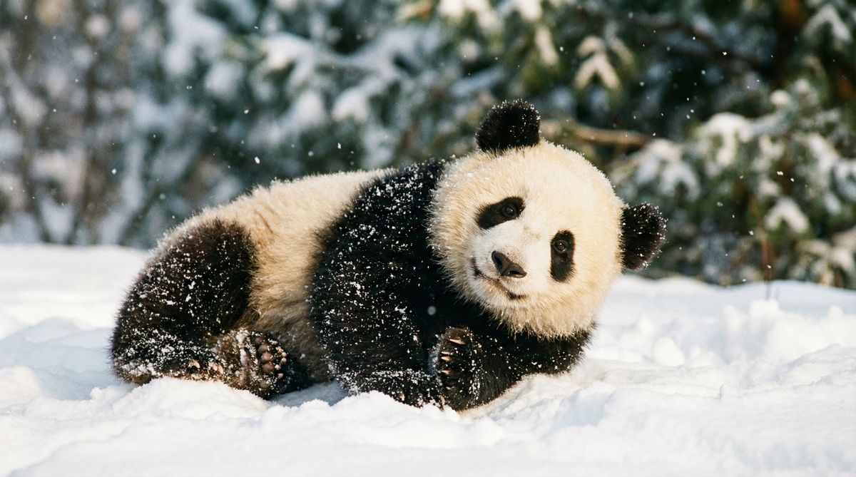 国产主播熊猫视频社区